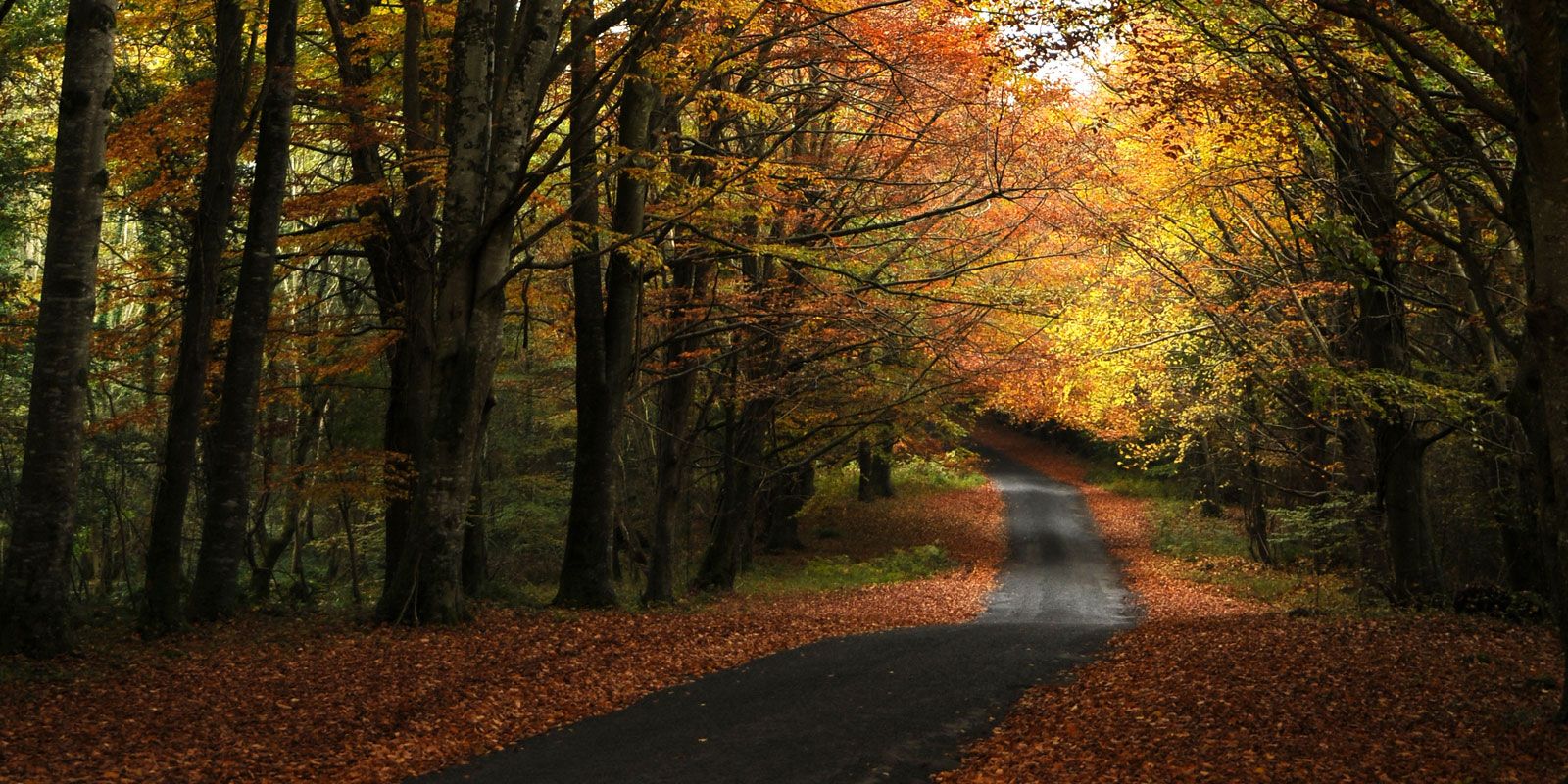 walkingtrail-autumn